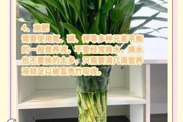 如何养殖富贵竹风水