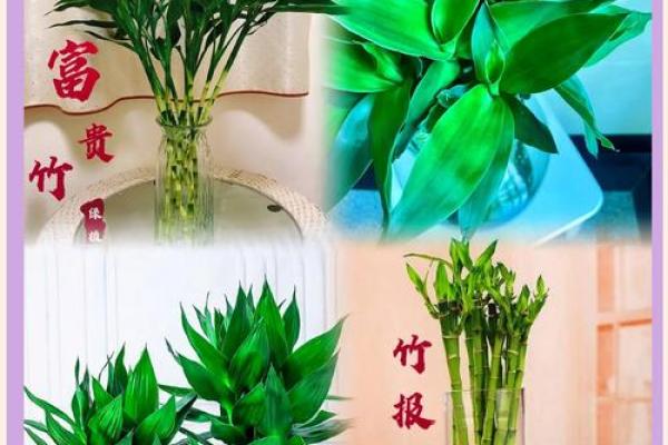 如何养殖富贵竹风水