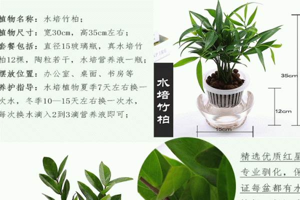 室内盆栽植物的介绍和风水作用