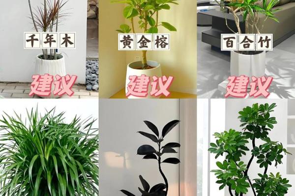 室内盆栽植物的介绍和风水作用