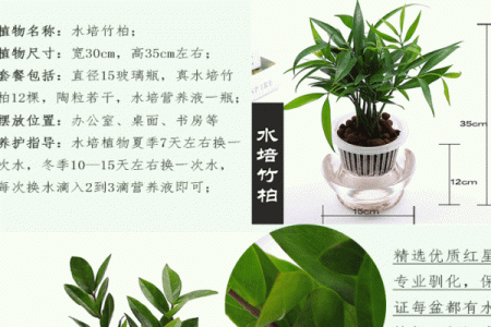 室内盆栽植物的介绍和风水作用
