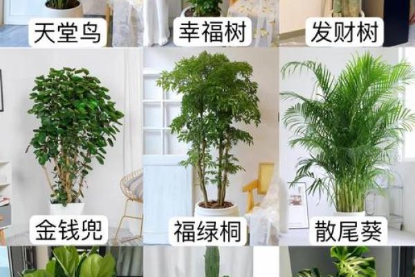 儿童卧室摆放植物风水宜忌
