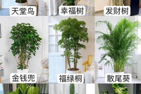 儿童卧室摆放植物风水宜忌