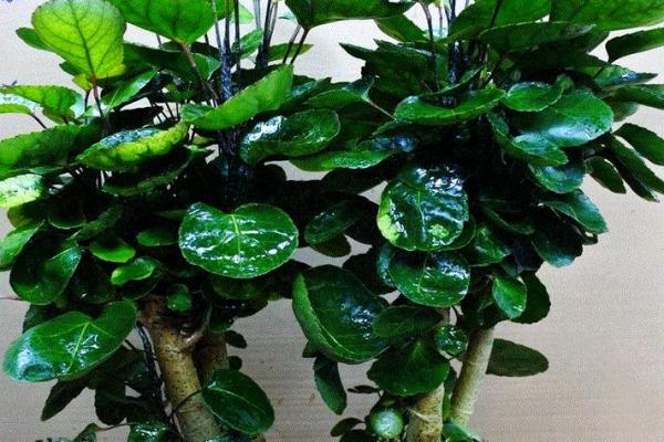 必须知道的风水植物优点有哪些？