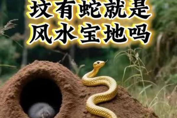 房子上能画条蛇吗风水