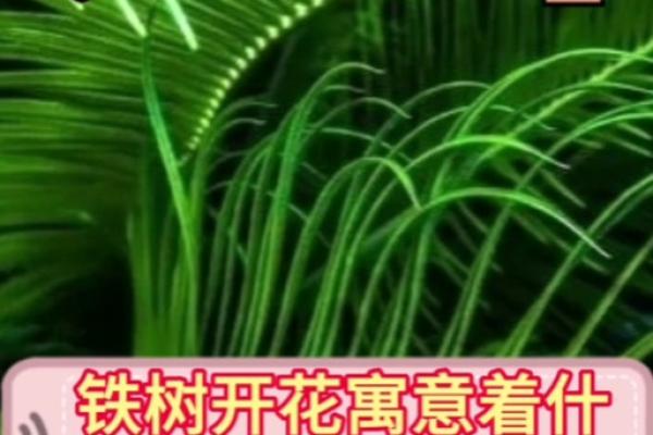 风水上铁树开花的意思