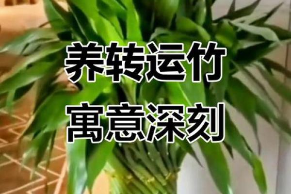风水转运_鸿运竹养几根才更好