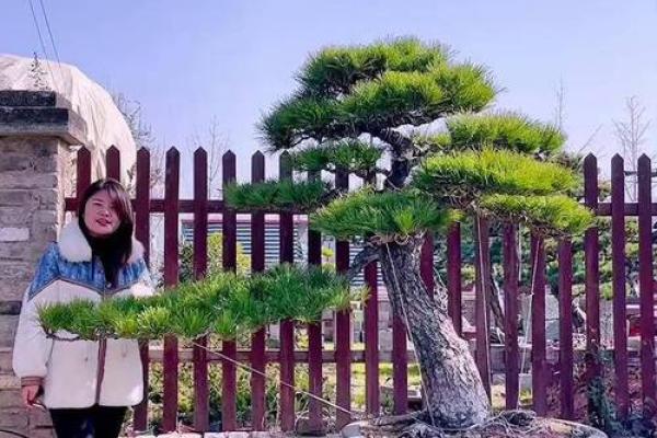 风水上松柏放在阳台和院子可镇宅旺财