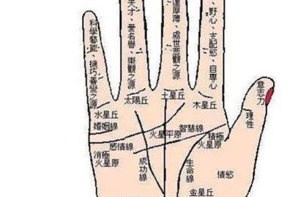 掌纹在线算命