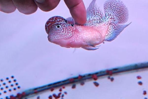 养罗汉鱼风水好吗