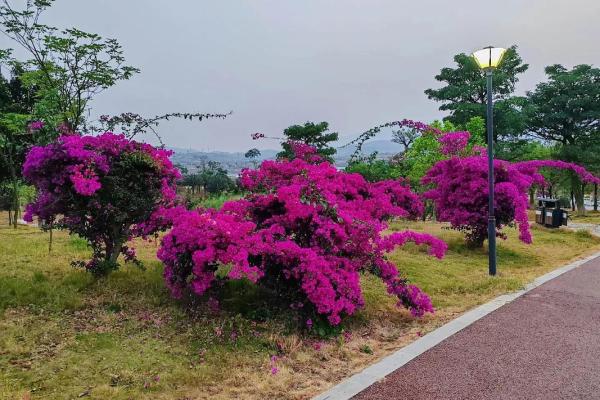 小公园风水