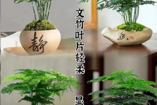 风水价值，为啥家里不能养文竹