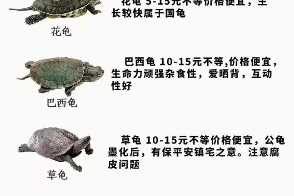 养多少只龟 养龟风水 养几只龟好