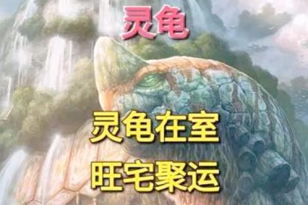 养多少只龟 养龟风水 养几只龟好
