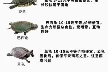 养多少只龟 养龟风水 养几只龟好