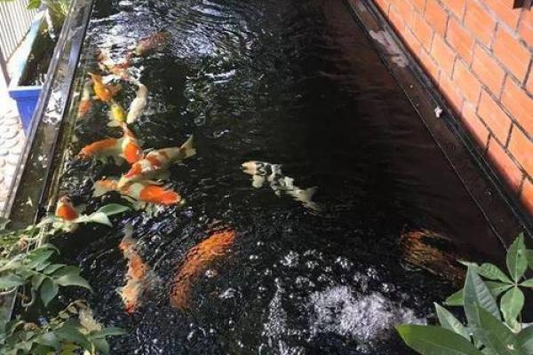 家庭鱼池风水 家庭鱼池风水摆放