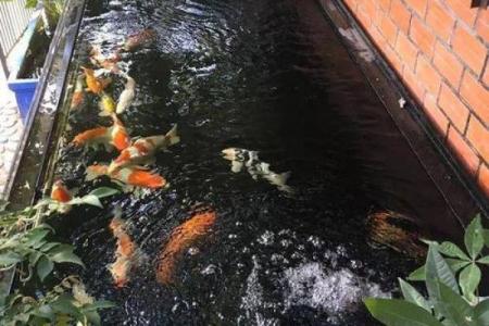 家庭鱼池风水 家庭鱼池风水摆放