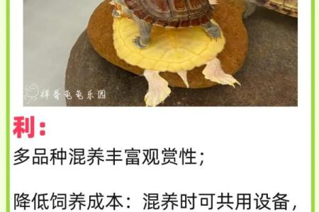办公室养龟有什么风水说法讲究