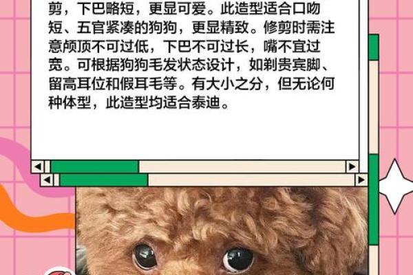 贵宾犬的八字特点及解析