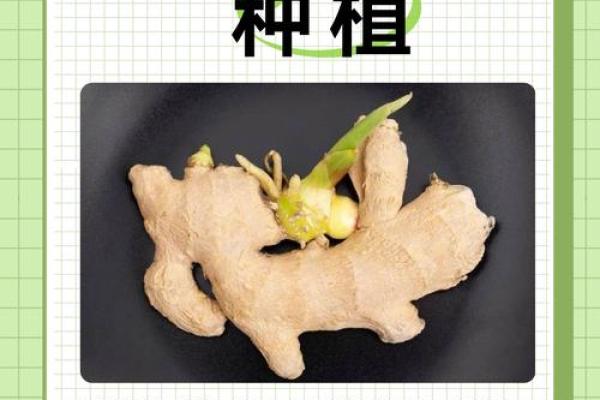 种生姜 风水