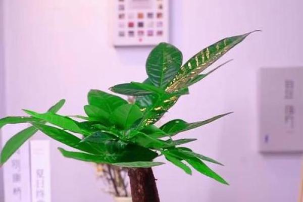 盆景风水_家里摆放什么盆景更好