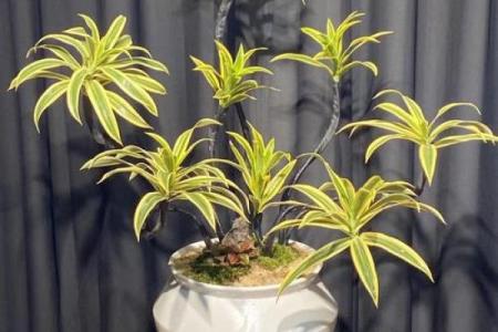 家庭风水家里种黄金竹好吗招财聚宝