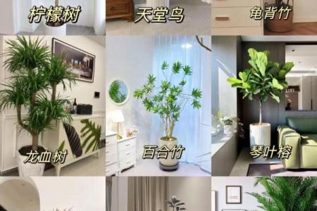 盆景风水_家里摆放什么盆景更好