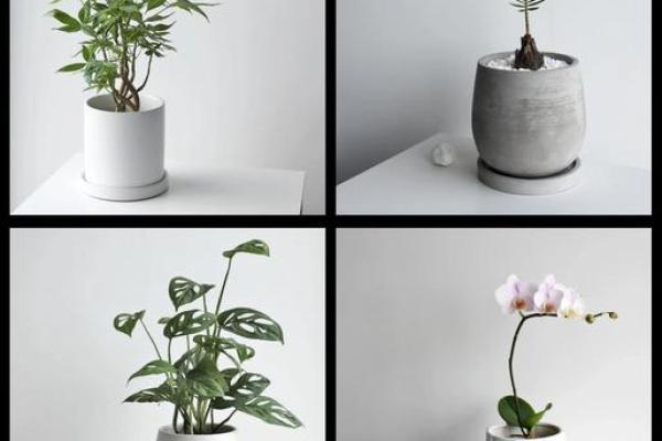 玄关摆放植物有什么风水讲究