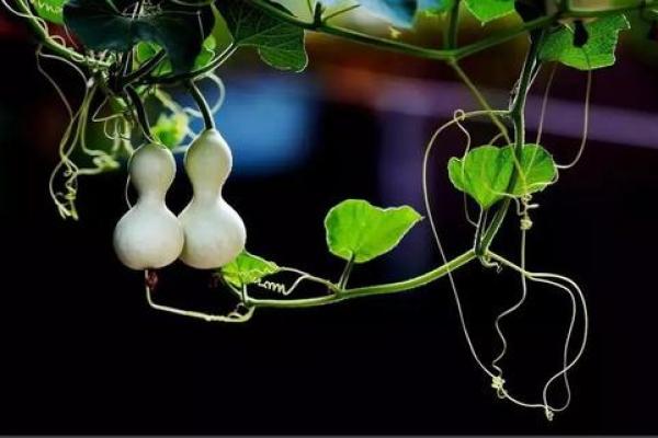 紫微斗数之略谈趋吉避凶及解灾-了凡的故事 紫微斗数之略谈趋吉避凶及解灾-了凡的故事