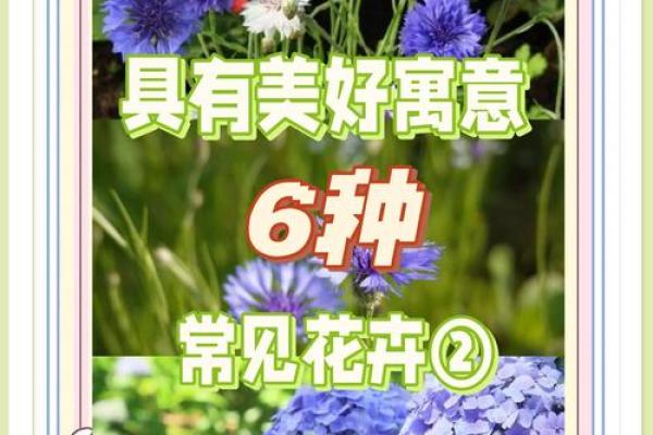 翠兰风水寓意