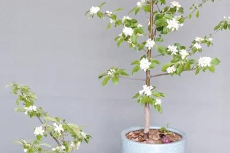 在家里种植哪些果树能符合风水规律