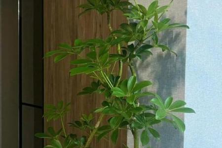 玻璃房子风水植物图片