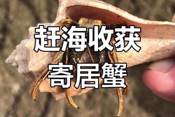 寄居蟹风水