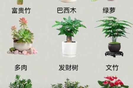 商业：办公养花风水与五行八卦