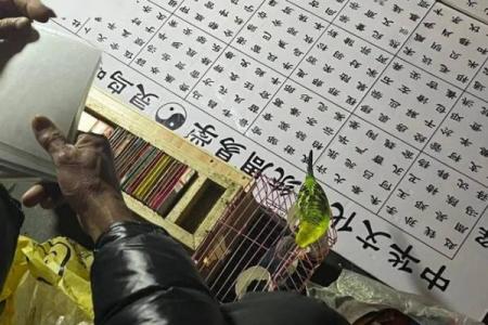 灵鸟叨卦纸签