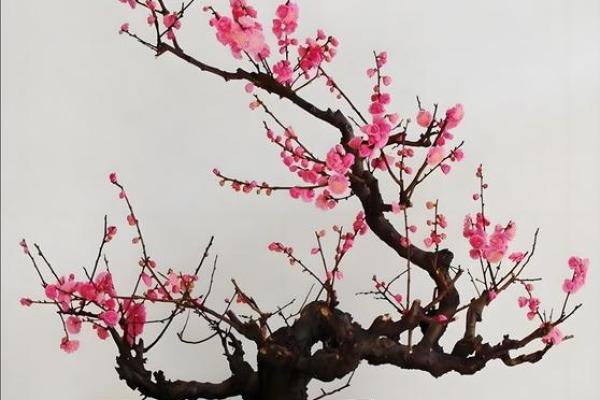 风水上家里可不可以养梅花