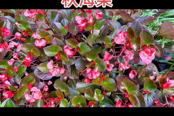 秋海棠的风水