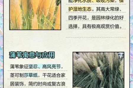 芦苇风水讲解