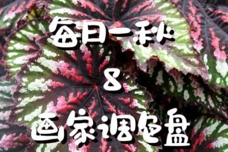 秋海棠的风水
